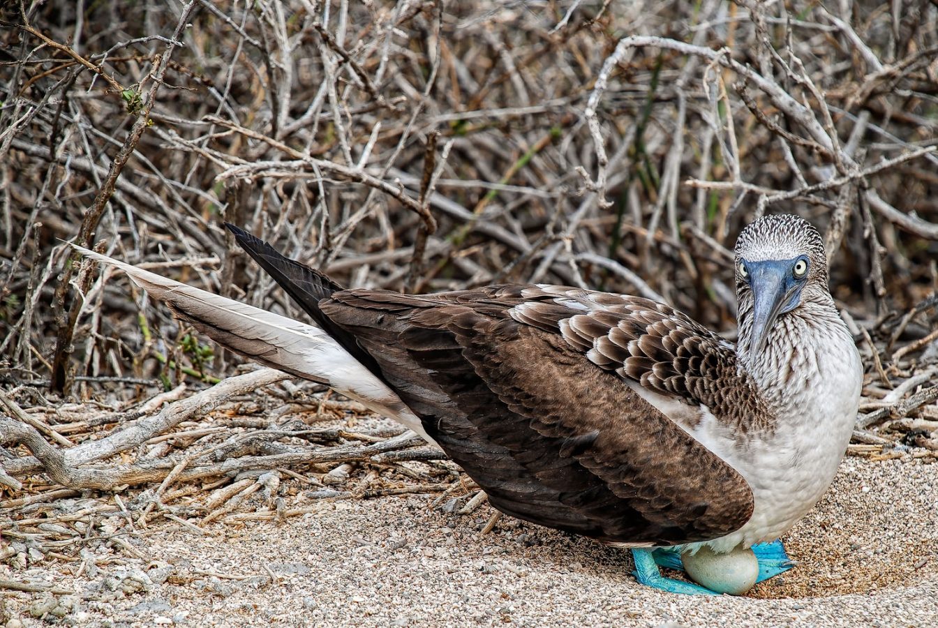 A close-up photography of a female Blue-footed Booby nesting