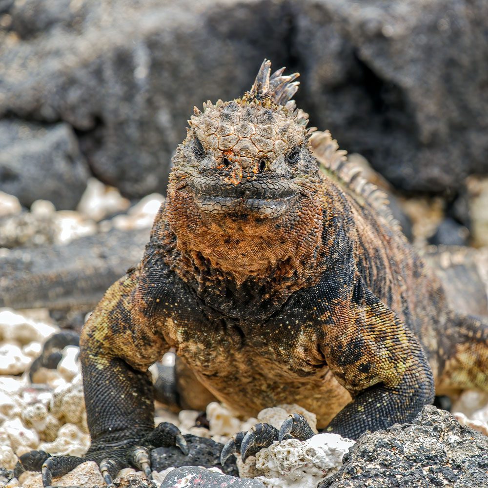 Close-up photography of a Galapagos Land Iguana