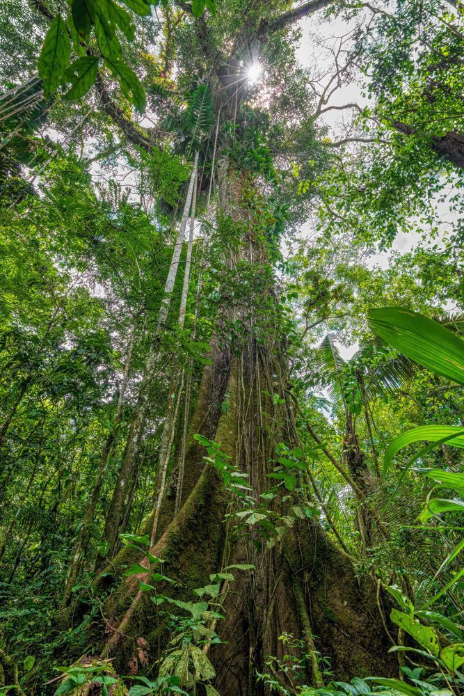 Rainforest picture of a huge Ceiba pentandra tropical tree in the Cuyabeno amazonian national park